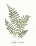 Vintage Ferns IX no Border White