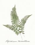 Vintage Ferns X no Border White