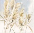 Pampas Grasses