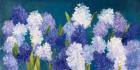 Bold Hyacinth Crop