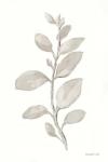 Gray Sage Leaves II on White