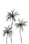 Shadow Palms I