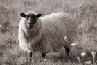 Sepia Sheep