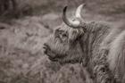 Highland Cow on Watch