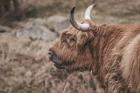 Highland Cow on Watch Faded