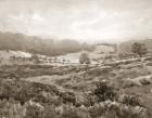 Field of Flowers Sepia