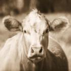 Pasture Cow Sepia Sq
