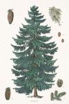 Evergreen Botanical Chart