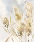 Pampas Grasses III