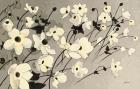 Anemones Japonaises Gray