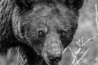 Bear Portrait BW