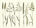 Herbal Botanical VII Ivory