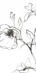 Sketch of Roses Panel I