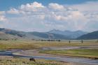 Lamar Valley Bison