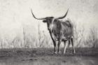 A Texas Longhorn