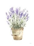 Potted Lavender