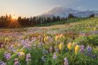 Paradise Wildflower Meadows I