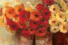 Chelsea Gerberas