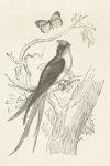 French Bird Etching