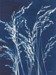 Ornamental Grass V