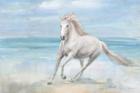Gallop on the Beach