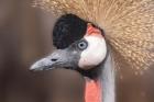 African Crowned Crane