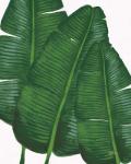 Emerald Banana Leaves II