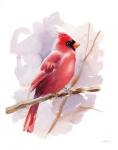 Winter Cardinal