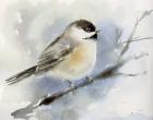 Winter Chickadee