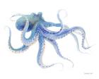 Undersea Octopus