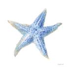 Undersea Starfish