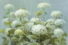 White Hydrangea Garden