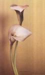 Calla I