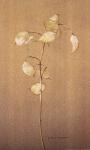 Lunaria Study II