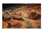 High angle view of a goanna, Australia