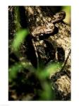 Close-up of a snake on the branch of a tree