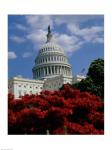 Flowering plants in front of the Capitol Building, Washington, D.C., USA