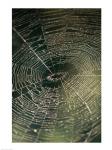 Close-up of a spider's web