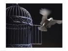 White Dove escaping from a birdcage