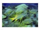 School of French Grunts swimming underwater, Bonaire, Netherlands Antilles