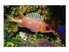 A Squirrel fish, Cozumel, Mexico