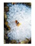 High angle view of a clown fish hiding in a sea anemone, Nananu-i-Ra island, Fiji