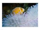 A Clown Fish, Nananu-I-Ra Island, Fiji