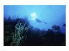 Low angle view of a scuba diver swimming underwater, Belize