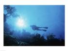 Low angle view of a scuba diver swimming underwater, Belize