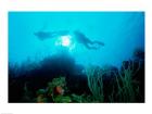 Low angle view of two scuba divers swimming underwater, Belize