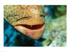 Close-up of the mouth of a Juvenile Grouper, Belize