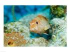 Close-up of a juvenile grouper fish swimming underwater, Belize