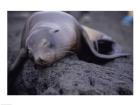 Close-up of a Sea Lion sleeping on a rock, Galapagos Islands, Ecuador