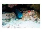 Close-up of a parrotfish swimming underwater